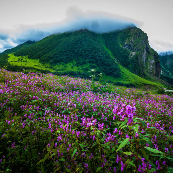 India's biodiversity act