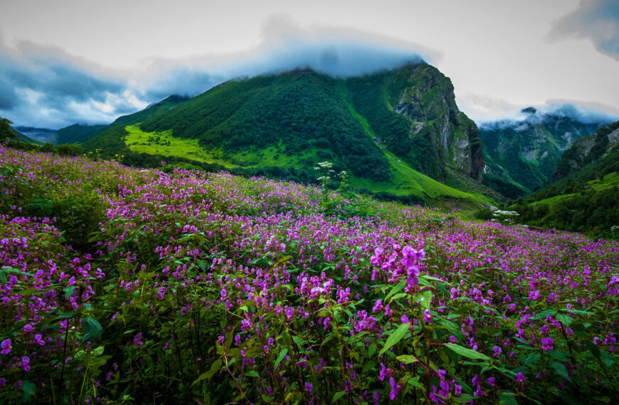 India's biodiversity act