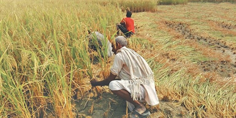 Paddy Cultivation Drop 30% Due To Deficient Rain 