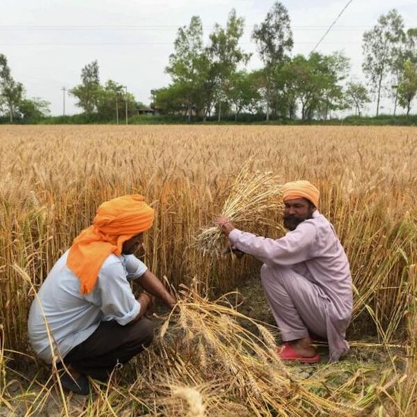 Govt proposal to reduce moisture content limit for wheat, paddy leaves farmers worried