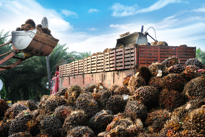 Seed money: Farming elite more keen on India’s palm oil push than smallholders