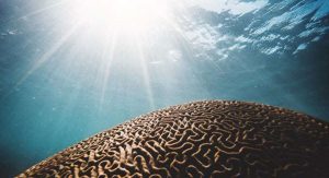Alarming new study reveals heatwaves sweeping oceans ‘like wildfires’