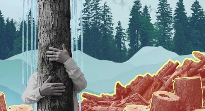 India’s Forests Are Shrinking in Plain Sight