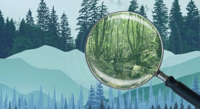 As COP30 rolls out a tropical forest fund, how are India’s natural forests doing?