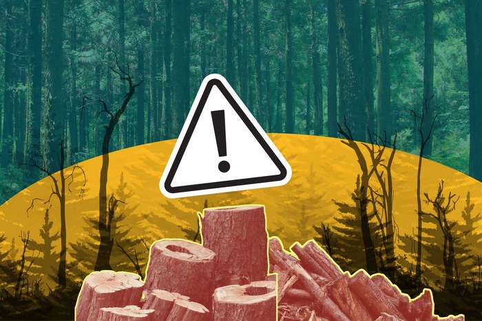 What India risks as its natural forests disappear