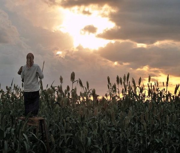 Climate change to worsen agricultural productivity in Maharashtra: Study