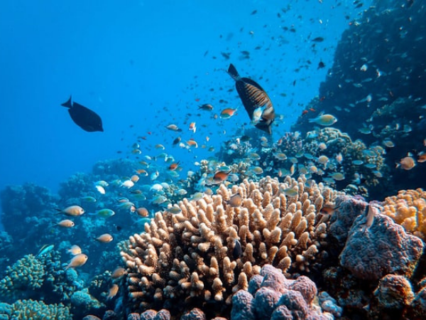 Coral reef scientists raise alarm as climate change decimates ocean ecosystems vital to fish and humans