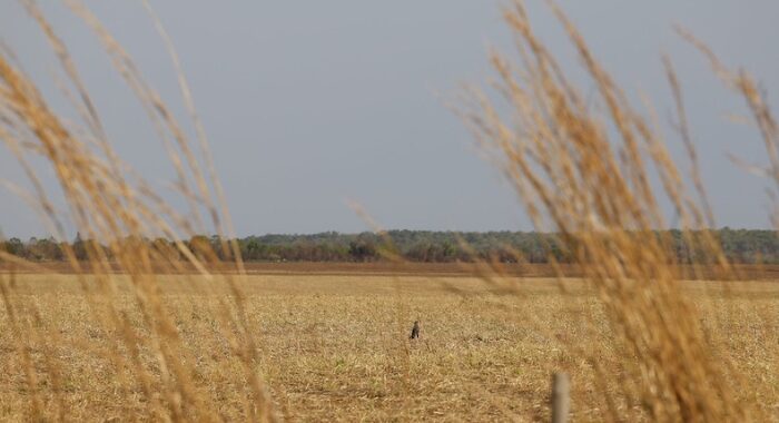 Tripling adaptation finance may be the only way to secure a win at COP30: Experts