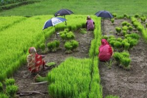 Ethanol Drive Raises Doubts Over India’s Edible Oil Self-Reliance