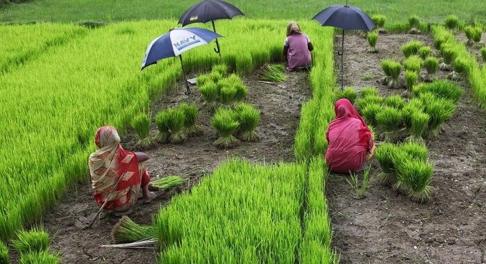 Ethanol Drive Raises Doubts Over India’s Edible Oil Self-Reliance