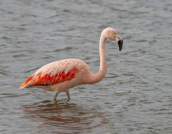 India launches National Red List Assessment to map extinction risks of 11,000 species