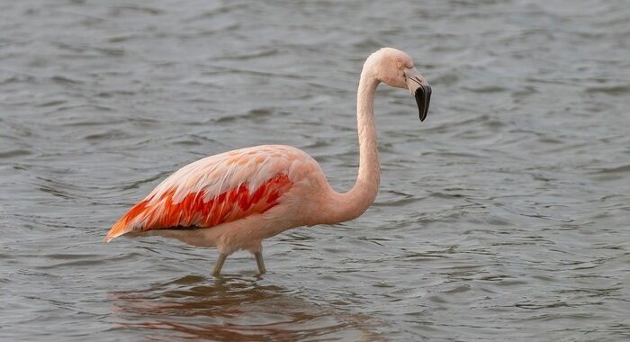 India launches National Red List Assessment to map extinction risks of 11,000 species
