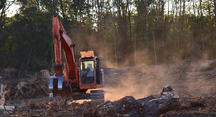 Tropical Deforestation Linked to Thousands of Heat-Related Deaths Annually: Report