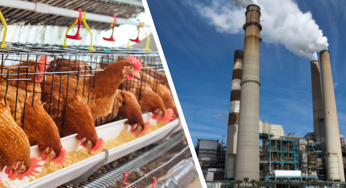 Meat, dairy industry surpasses fossil fuels in methane emissions: Report
