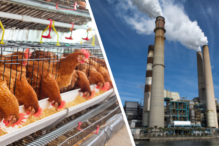 Meat, dairy industry surpasses fossil fuels in methane emissions: Report