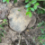 How India’s Pan Masala Boom is Stripping Its Forests