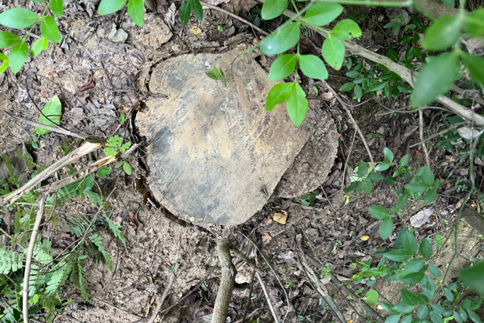 How India’s Pan Masala Boom is Stripping Its Forests