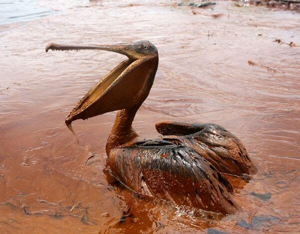 BARC develops biodegradable superabsorbent to soak up oil spills