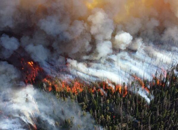 Fire Hazard: How climate change is derailing lofty carbon offset hopes