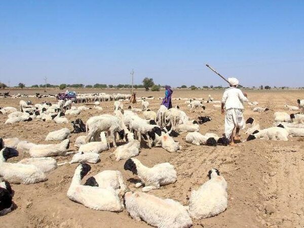 All encroachments in Banni grasslands to be removed in six months: India’s green court