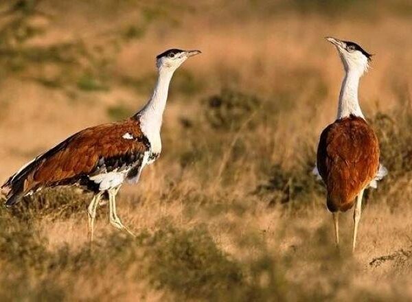 Green firms to seek revision to SC ruling protecting endangered Great Indian Bustard