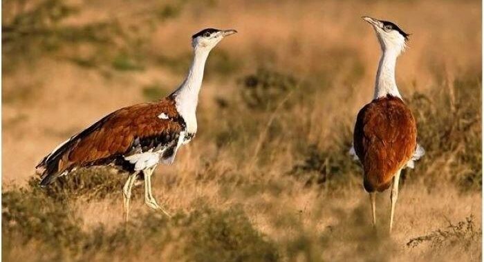 Green firms to seek revision to SC ruling protecting endangered Great Indian Bustard