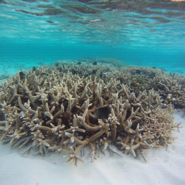 Between a rock and a hard place: Lakshadweep locals set to fight tourism plans