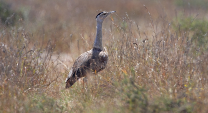 India’s top court lifts ban on RE projects in endangered Great Indian Bustard territory