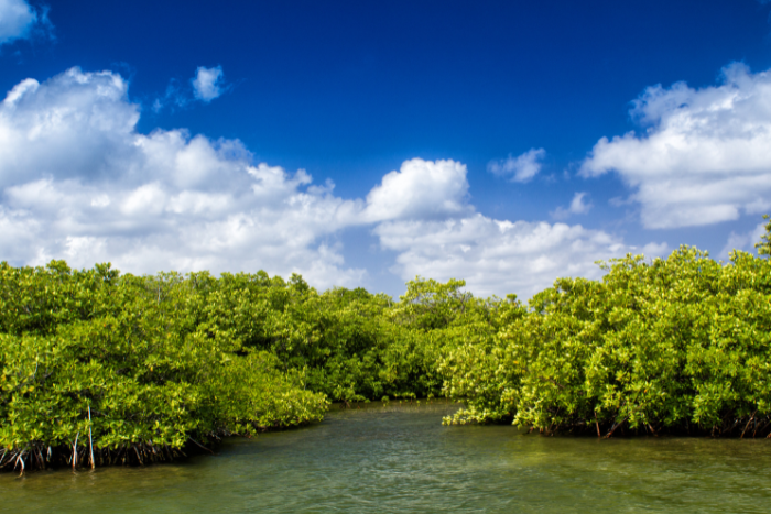Destruction of mangrove forests can emit 50,000% more carbon by the end of century: Study