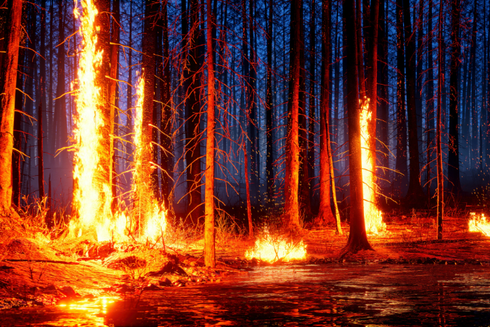 Supreme Court questions Centre, Uttarakhand over forest fires