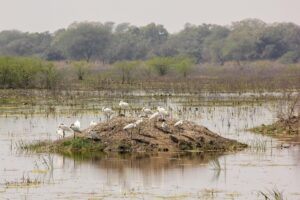 Wildlife Board considers relocation and infra project norms in wetlands, eco-sensitive zones