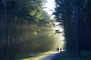 Disproportionate burden on Global South for forest plantations: Study